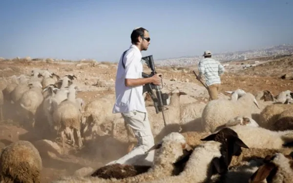 إصابة 3 مواطنين في اعتداء للمستعمرين على رعاة أغنام في سهل رامين شرق طولكرم